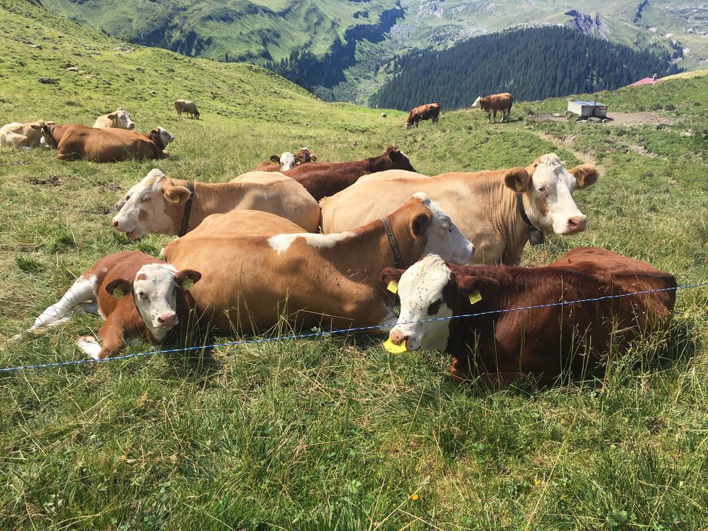 Ferienwohnung Meiringen Eksteriør billede